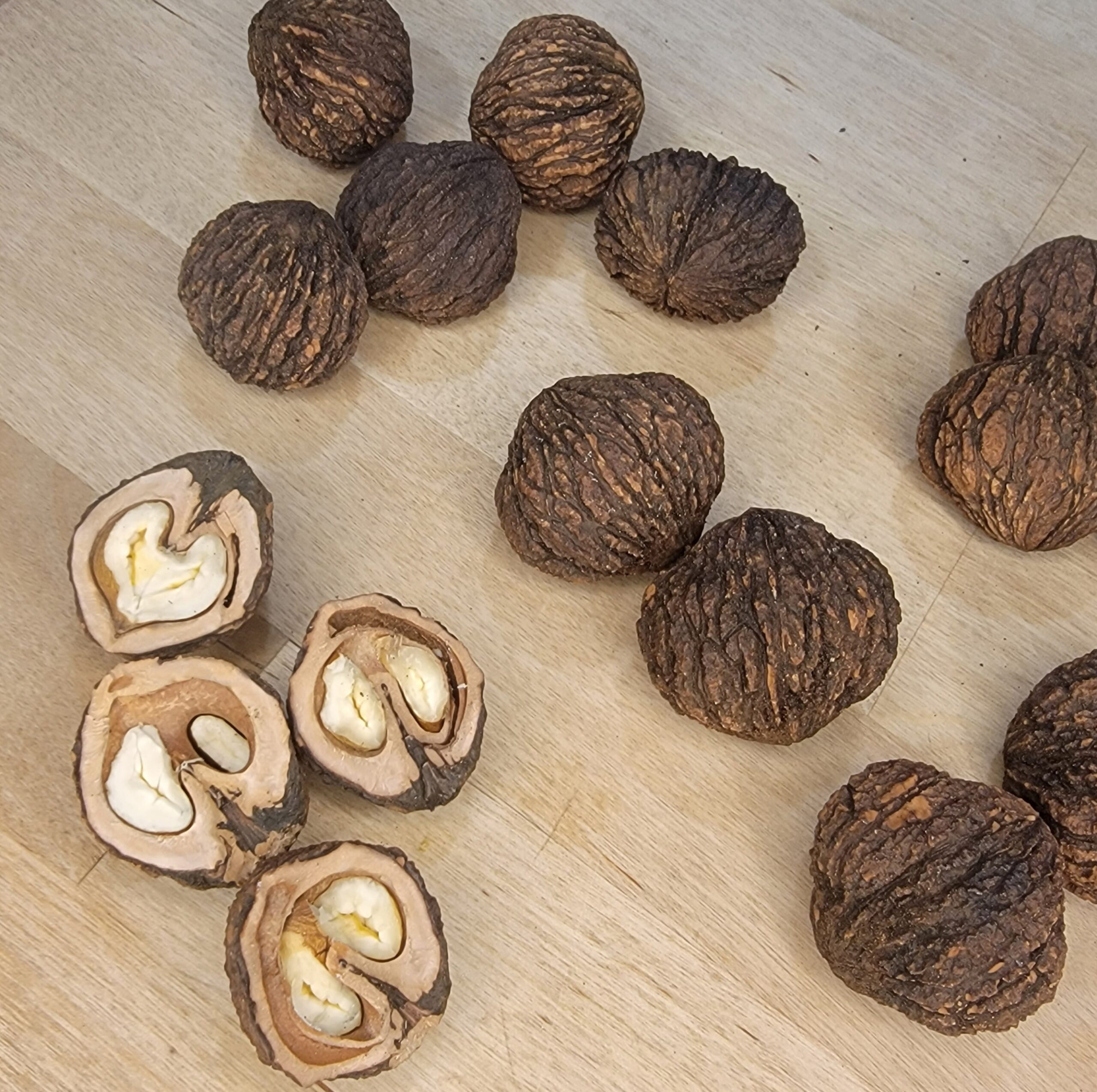 Whole Black Walnuts In Shell - Image 3