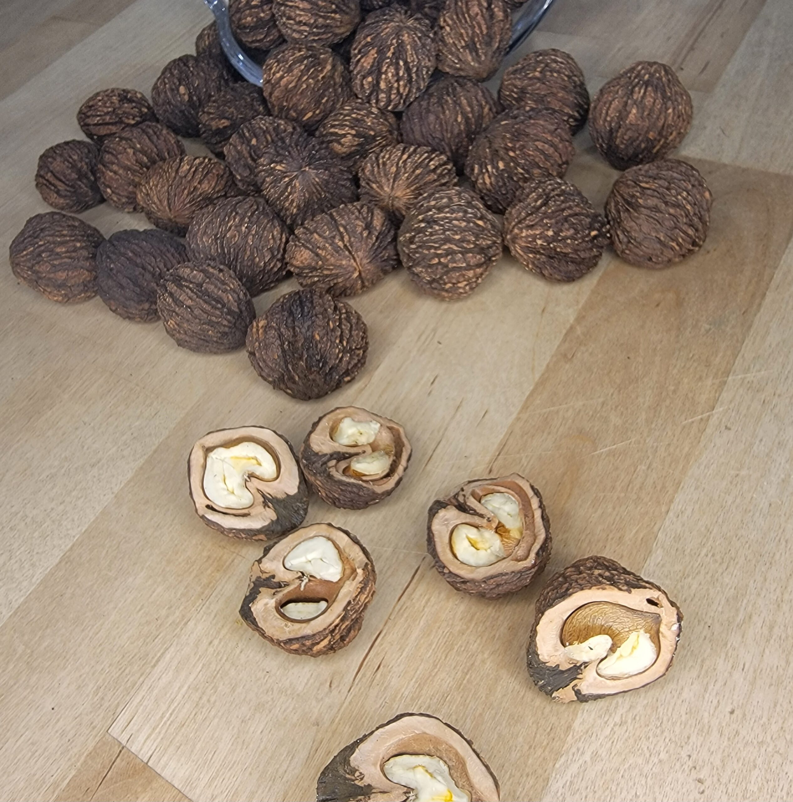 Halved Black Walnuts In Shell - Image 2
